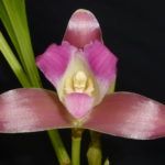 SALON INTERNATIONAL DES ORCHIDEES 